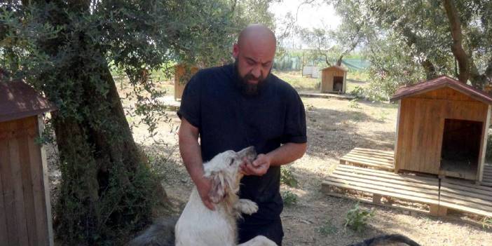 Şiddet mağduru hayvanlar Unutulmuşlar Kasabası'nda tekrar hayata tutunuyor