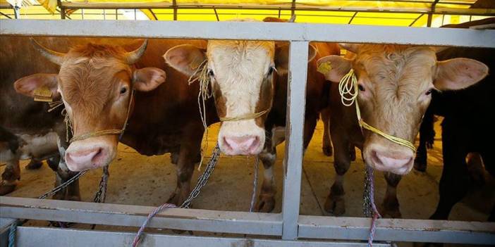 Besiciler isyan etti: Kurbanlıklar pazar yerinde çakılı kaldı
