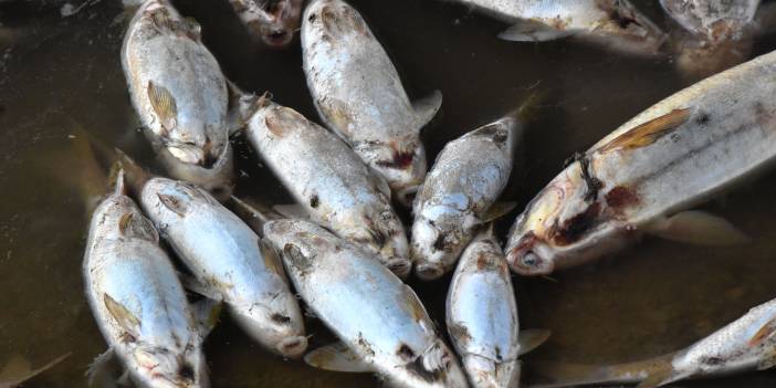 Kızılırmak'taki balık ölümlerinin nedeni: Oksijen azlığı