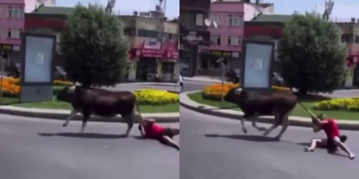 Kaçan danayı kuyruğundan tuttu: Metrelerce sürüklendi