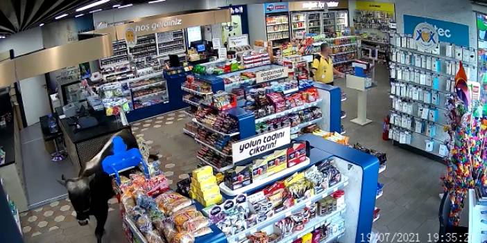 Küçükçekmece'de sahibinin elinden kaçan dana markete girdi