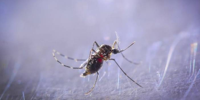 Karadeniz'e 'Asya Kaplan Sivrisineği' uyarısı