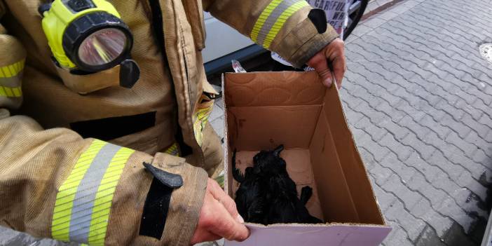 İtfaiye erleri, yangının ortasında kalan yavru kedileri böyle kurtardı