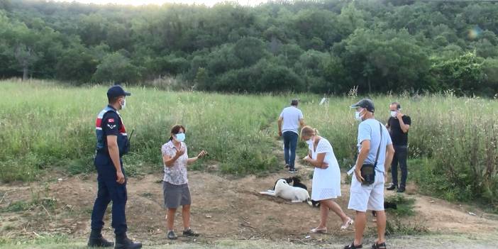 Sarıyer'de vahşet: Yavru köpeği diri diri yaktılar