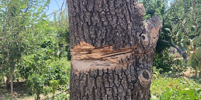 Ağaç budarken kendi boğazını kesti