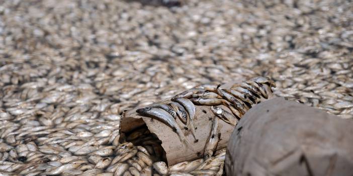 Konya May Barajı'nda sular çekildi: Binlerce balık kıyıya vurdu