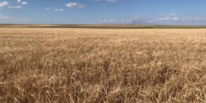 Üretici saman bulamıyor: Hayvanları kestirmek zorundayız