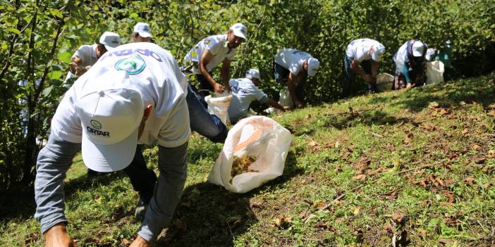 Karadeniz'e fındık göçü başladı; vakalar artışa geçti