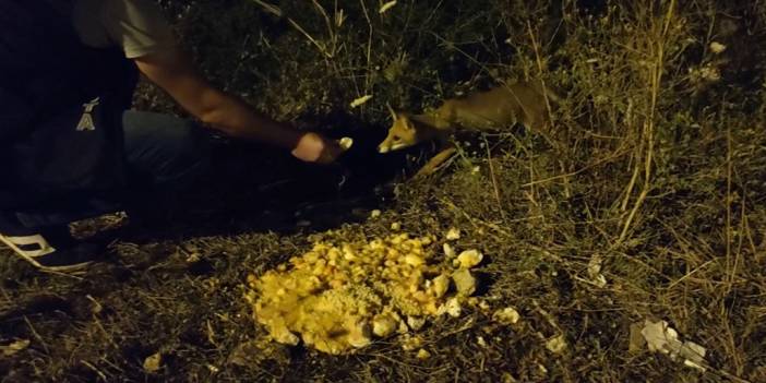 İstanbul'da zabıtalar tilki besledi