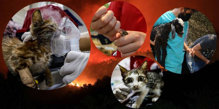 Bir ülke böyle kenetleniyor: Büyük Manavgat yangınında zarar göre tüm canlılar için...