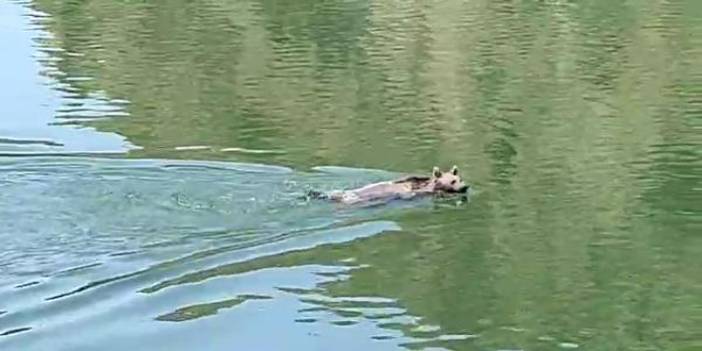 Boz ayı yüzerken görüntülendi