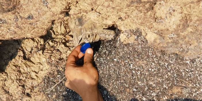 Ağaç kovuğuna giren kaplumbağa yangından zarar görmeden kurtuldu