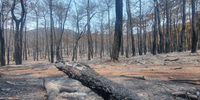 OGM, yanan ormanların nasıl ağaçlandırılacağını açıkladı