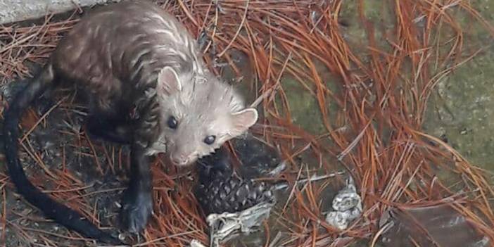 Elazığ'da havuzda mahsur kalan sansar kurtarıldı