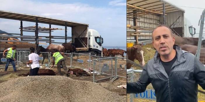 Kaderine terk edilen atlara Haluk Levent sahip çıktı