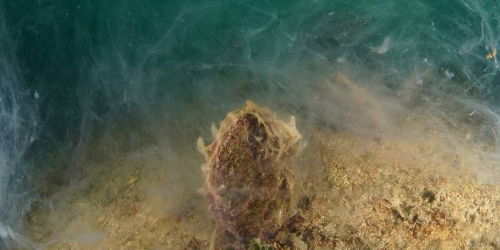 Müsilaj deniz altında devam ediyor: Acilen koruma alanı ilan edilmeli