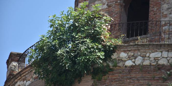 1900 yıllık Makedon Kulesi'nde bakımsızlıktan incir ağacı çıktı