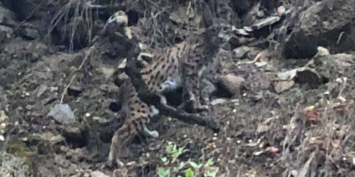 Tunceli'de nesli tükenme tehlikesinde olan vaşak görüldü