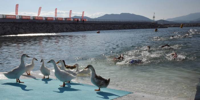 Triatlon yarışmasında ördekler final çizgisinde