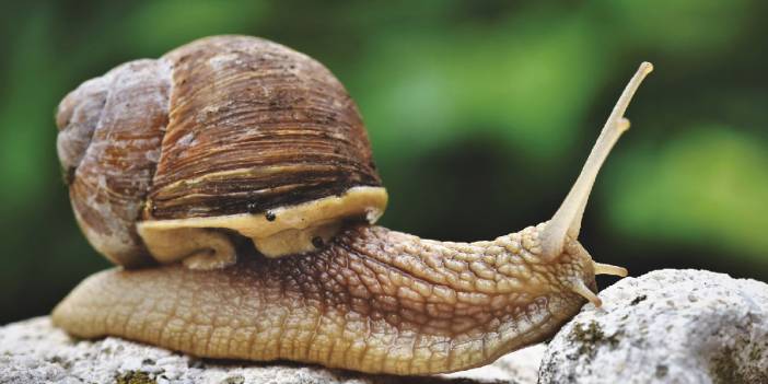 Salyangozlara tuz döken doktora öğrencisi tutuklandı