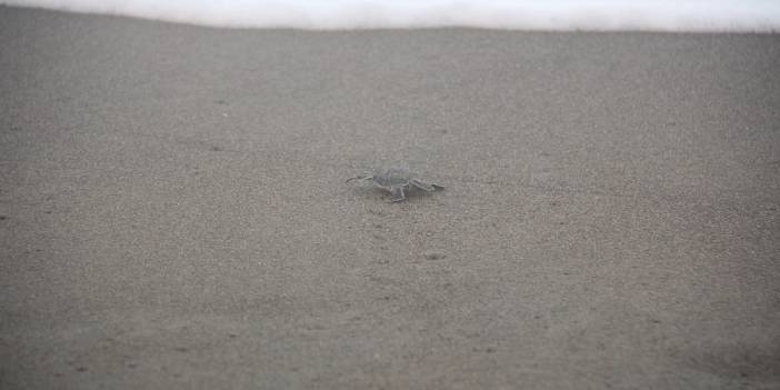Yavru 'caretta caretta'ların yolculuğu başladı