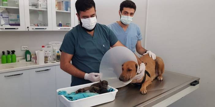 Doğum sancısı başlayan köpek acil servise gitti