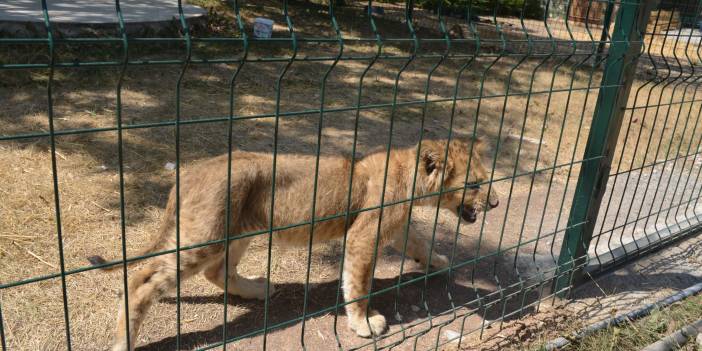 Aslanlara Başkent işkencesi: Mahalleli isyanda