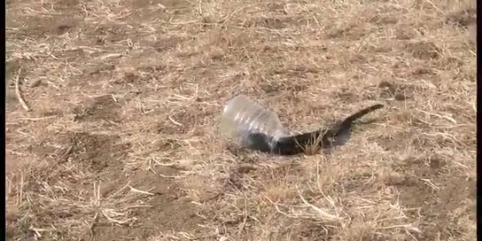 Yılan hikayesi: Eve girdi, yakalandı, doğaya bırakıldı