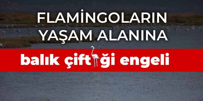 Flamingoların yaşam alanına balık çiftliği engeli