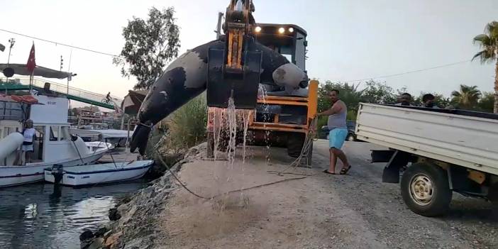 Fethiye'de 300 kilo ağırlığında ölü fok bulundu
