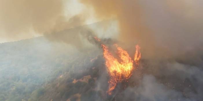 Milas ve Bodrum'da orman yangını