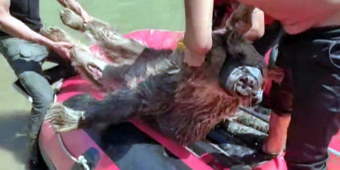 Zap Suyu'na kapılan ayıyı rafting ekibi kurtardı