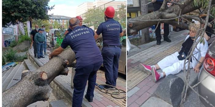 Bakırköy'de ağaç devrildi: 1 kişi yaralandı