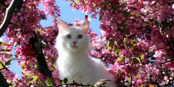 Dünyanın en saldırgan kedisi Van kedisidir araştırmasına tepki: Bu unvanı asla kabul etmiyoruz