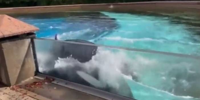 44 yıldır esir tutulan balina Kiska kendini öldürmeye çalıştı