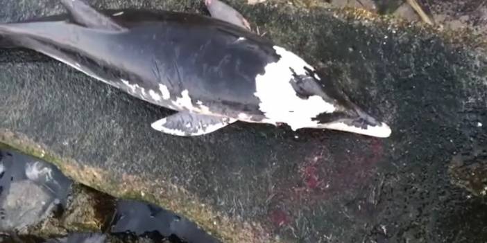 Boynundan vurulan yunus kıyıya vurdu