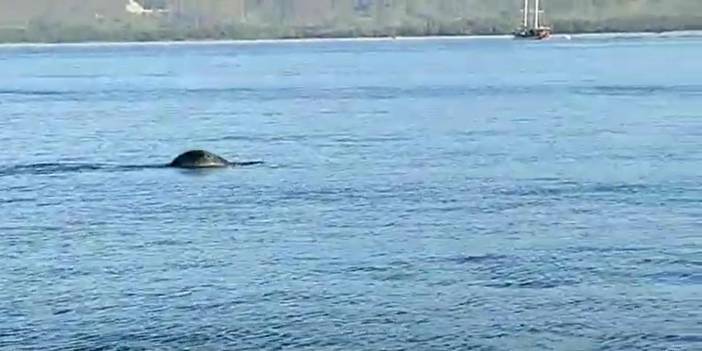 Fethiye'de güldüren görüntüler! Görüntülediği foku 'Gel bili bili' diye çağırdı
