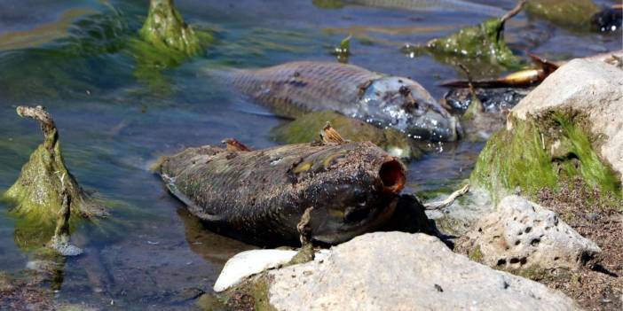 Van'da balıklar şoktan öldü