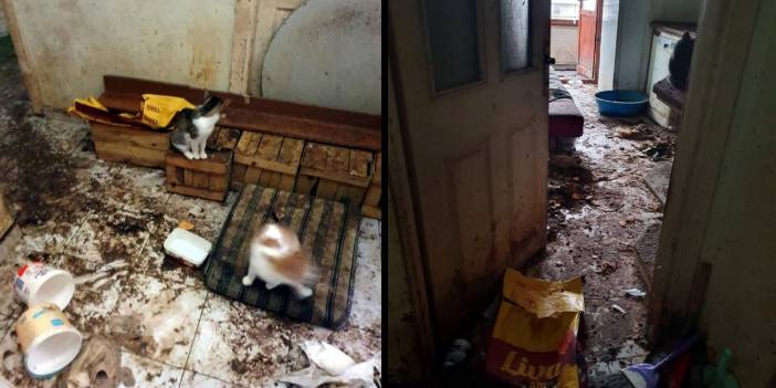 Koku şikayeti yapılan eve savcılık kararıyla girip, 50 kediyi vinçle çıkardılar