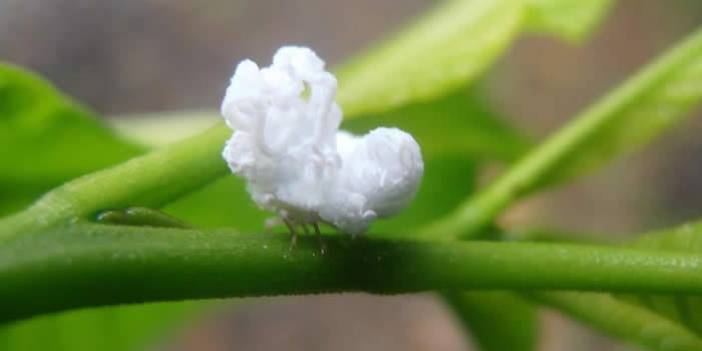 Planthopper'ı gören Türk sosyal medyacıları heyecanlandı