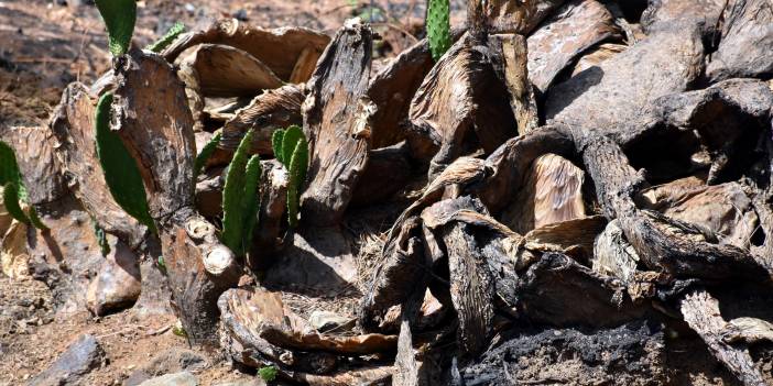 Marmaris'te doğa yeniden canlanıyor