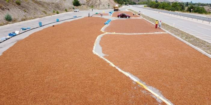 Ordu'daki yağış nedeniyle fındıklarını Tokat'ta kurutuyorlar