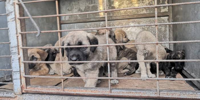 Belediyenin yol kenarına attığı köpekler araçların altında can verdi