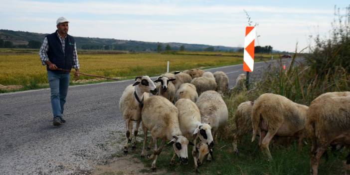 Elazığlı vatandaş: Geçen yıl 500 tane koyunu olan insan zengindi, bu yıl 500 koyunu olan adam fakir