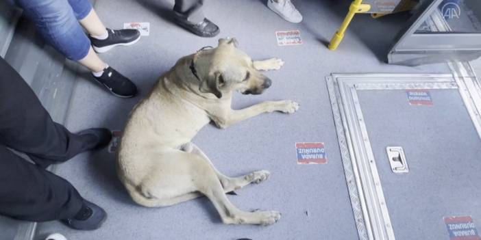 Otobüse binen "gezgin köpek" yolcuların ilgi odağı oldu