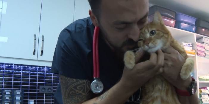 Kedi Pika'dan mutlu haber... İki ayağı olmuştu; artık yürüyor