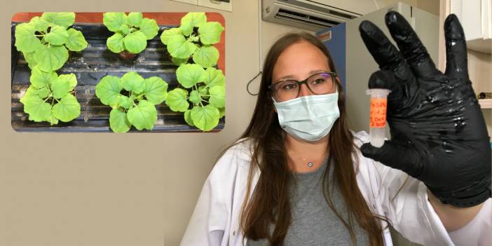 'Kokteyl aşı' insan deneylerine hazır