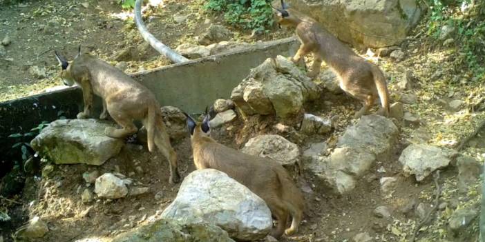 'Karakulak' Antalya'da görüntülendi