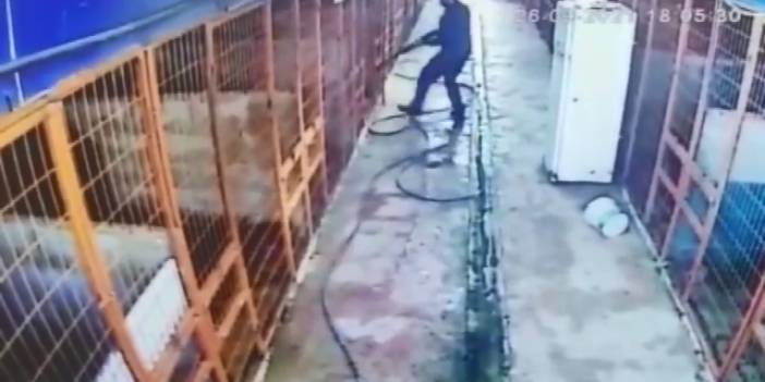 Kafesteki köpeği av tüfeğiyle vurdu