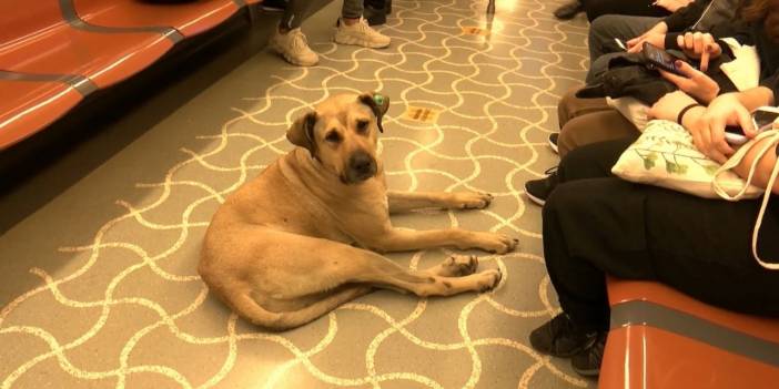 Günde 29 durak gezen Boji'ye mikroçip takıldı